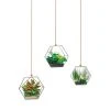STC Stickers Muraux Autocollant Mural Suspensions Plantes 75x54cm -Pêle-mêle photos Soldes autocollant mural suspensions plantes 75x54cm