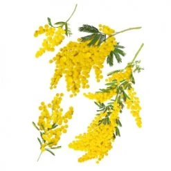 STC Stickers Muraux Décoration Murale Adhésive Mimosa 68x46cm