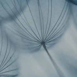 Acte Deco Papiers Peints Papier Peint Panoramique Dandelion - 250x340 -Pêle-mêle photos Soldes papier peint panoramique dandelion 250x340 4