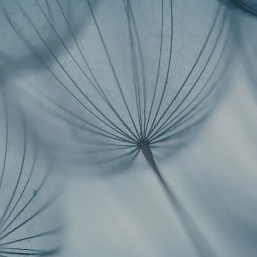 Acte Deco Papiers Peints Papier Peint Panoramique Dandelion - 250x425 6 Acte Deco Papiers Peints Papier Peint Panoramique Dandelion - 250x425 – Image 4