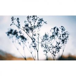 Acte Deco Papiers Peints Papier Peint Panoramique Douceur Végétale - 250x170 -Pêle-mêle photos Soldes papier peint panoramique douceur vegetale 250x170 2