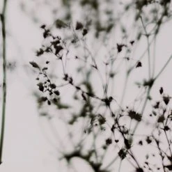 Acte Deco Papiers Peints Papier Peint Panoramique Douceur Végétale - 250x170 -Pêle-mêle photos Soldes papier peint panoramique douceur vegetale 250x170 21