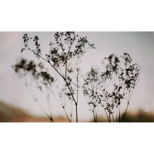 Acte Deco Papiers Peints Papier Peint Panoramique Douceur Végétale - 250x255 4 Acte Deco Papiers Peints Papier Peint Panoramique Douceur Végétale - 250x255 – Image 2