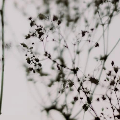 Acte Deco Papiers Peints Papier Peint Panoramique Douceur Végétale - 250x255 5 Acte Deco Papiers Peints Papier Peint Panoramique Douceur Végétale - 250x255 – Image 3