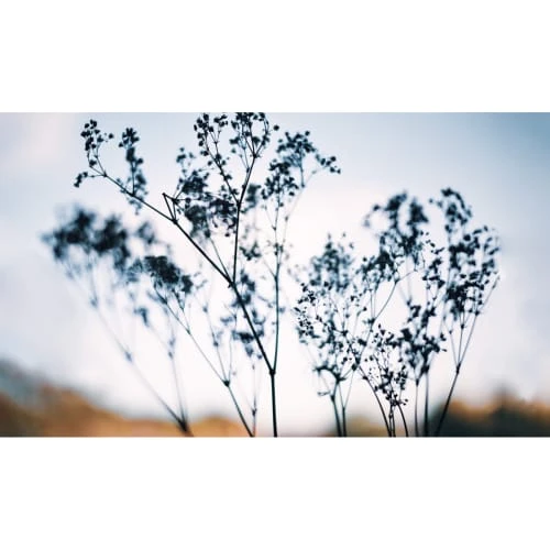 Acte Deco Papiers Peints Papier Peint Panoramique Douceur Végétale - 250x255 4 Acte Deco Papiers Peints Papier Peint Panoramique Douceur Végétale - 250x255 – Image 2