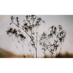 Acte Deco Papiers Peints Papier Peint Panoramique Douceur Végétale - 250x340 -Pêle-mêle photos Soldes papier peint panoramique douceur vegetale 250x340 14