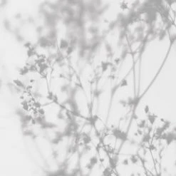 Acte Deco Papiers Peints Papier Peint Panoramique Douceur Végétale - 250x340 10 Acte Deco Papiers Peints Papier Peint Panoramique Douceur Végétale - 250x340 -Pêle-mêle photos Soldes papier peint panoramique douceur vegetale 250x340 21