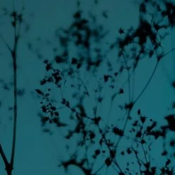 Acte Deco Papiers Peints Papier Peint Panoramique Douceur Végétale - 250x340 10 Acte Deco Papiers Peints Papier Peint Panoramique Douceur Végétale - 250x340 -Pêle-mêle photos Soldes papier peint panoramique douceur vegetale 250x340 9