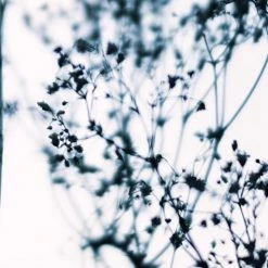 Acte Deco Papiers Peints Papier Peint Panoramique Douceur Végétale - 250x425 10 Acte Deco Papiers Peints Papier Peint Panoramique Douceur Végétale - 250x425 -Pêle-mêle photos Soldes papier peint panoramique douceur vegetale 250x425 9