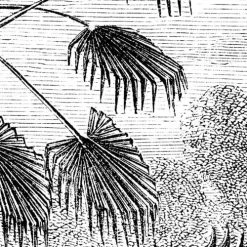 Lé Papiers De Ninon Papiers Peints Papier Peint Panoramique En Papier Noir 432x300 -Pêle-mêle photos Soldes papier peint panoramique en papier noir 432x300 5