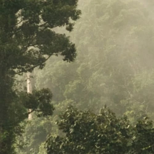 Lé Papiers De Ninon Papiers Peints Papier Peint Panoramique En Papier Vert Foncé 384x270 4 Lé Papiers De Ninon Papiers Peints Papier Peint Panoramique En Papier Vert Foncé 384x270 – Image 2