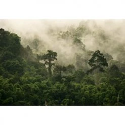 Lé Papiers De Ninon Papiers Peints Papier Peint Panoramique En Papier Vert Foncé 384x270 7 Lé Papiers De Ninon Papiers Peints Papier Peint Panoramique En Papier Vert Foncé 384x270 -Pêle-mêle photos Soldes papier peint panoramique en papier vert foncac 384x270 3