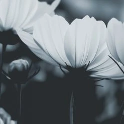 Acte Deco Papiers Peints Papier Peint Panoramique Fleurs De Cosmos - 250x170 -Pêle-mêle photos Soldes papier peint panoramique fleurs de cosmos 250x170 16