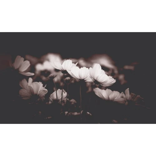 Acte Deco Papiers Peints Papier Peint Panoramique Fleurs De Cosmos - 250x170 4 Acte Deco Papiers Peints Papier Peint Panoramique Fleurs De Cosmos - 250x170 – Image 2