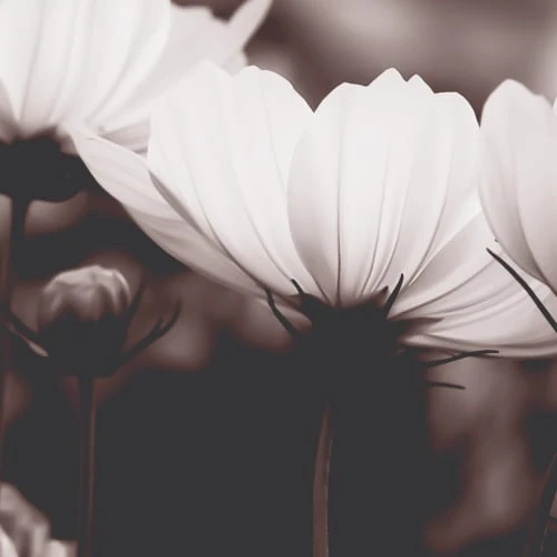 Acte Deco Papiers Peints Papier Peint Panoramique Fleurs De Cosmos - 250x170 6 Acte Deco Papiers Peints Papier Peint Panoramique Fleurs De Cosmos - 250x170 – Image 4