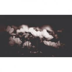 Acte Deco Papiers Peints Papier Peint Panoramique Fleurs De Cosmos - 250x255 -Pêle-mêle photos Soldes papier peint panoramique fleurs de cosmos 250x255 2