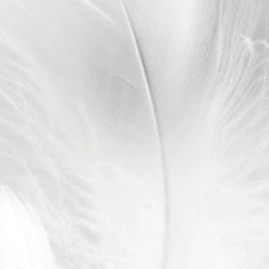 Acte Deco Papiers Peints Papier Peint Panoramique Plumes 01 - X -Pêle-mêle photos Soldes papier peint panoramique plumes 01 x 2