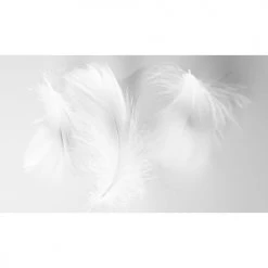 Acte Deco Papiers Peints Papier Peint Panoramique Plumes 2 - 250x170 -Pêle-mêle photos Soldes papier peint panoramique plumes 2 250x170 2