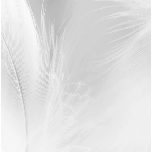 Acte Deco Papiers Peints Papier Peint Panoramique Plumes 2 - 250x255 7 Acte Deco Papiers Peints Papier Peint Panoramique Plumes 2 - 250x255 – Image 5