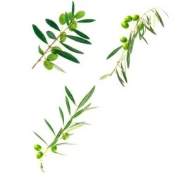 STC Stickers Muraux Branches D'oliviers 74x41cm